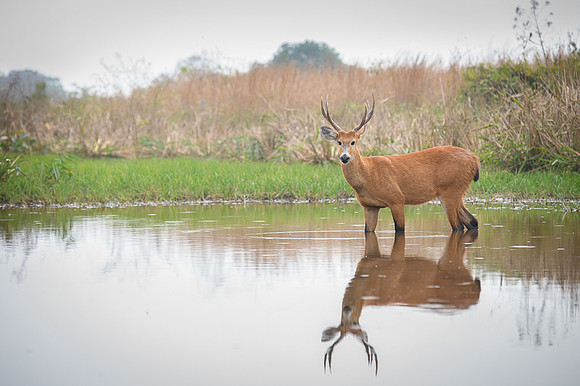 Marsh deer
