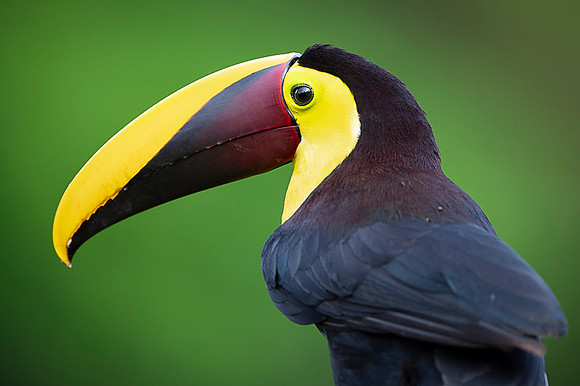 Chestnut-mandibled Toucan