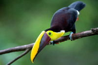 Chestnut-mandibled Toucan