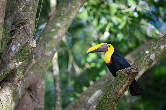 Chestnut-mandibled Toucan