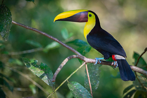 Chestnut-mandibled Toucan