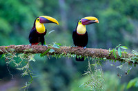 Chestnut-mandibled Toucan