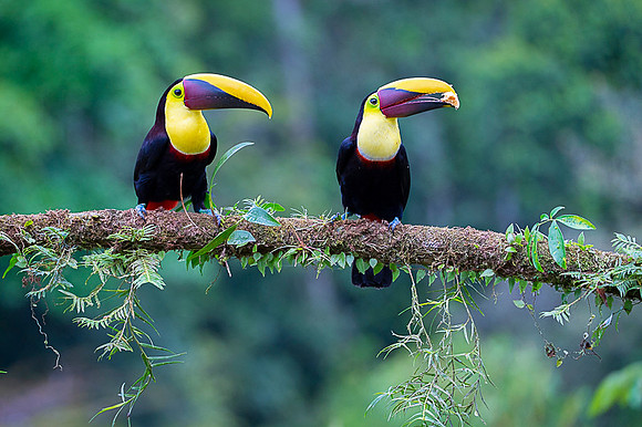 Chestnut-mandibled Toucan
