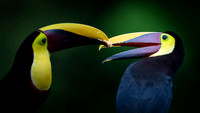 Chestnut-mandibled Toucan
