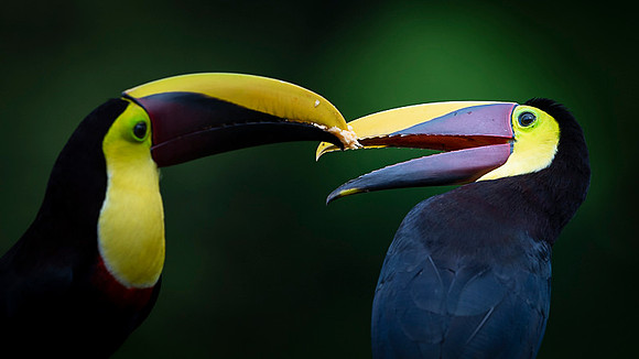 Chestnut-mandibled Toucan