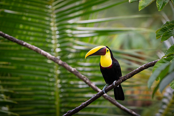 Chestnut-mandibled Toucan