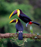 Chestnut-mandibled Toucan