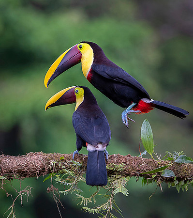 Chestnut-mandibled Toucan