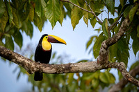 Chestnut-mandibled Toucan