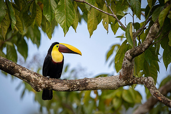 Chestnut-mandibled Toucan