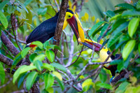 Chestnut-mandibled Toucan