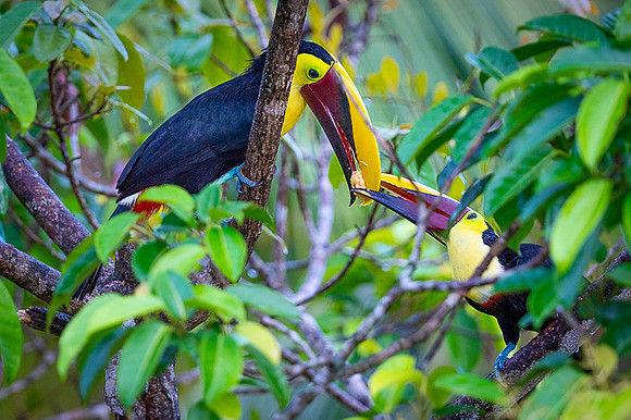Chestnut-mandibled Toucan