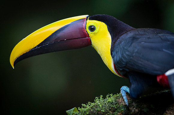 Chestnut-mandibled Toucan