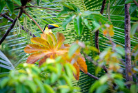 Chestnut-mandibled Toucan