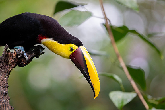 Chestnut-mandibled Toucan