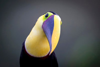 Chestnut-mandibled Toucan