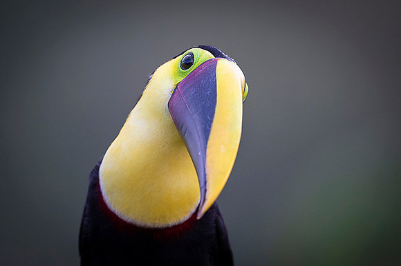 Chestnut-mandibled Toucan