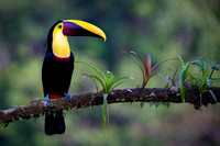 Chestnut-mandibled Toucan