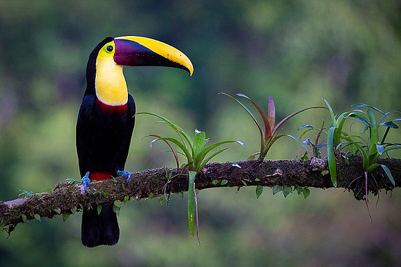 Chestnut-mandibled Toucan