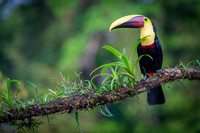 Chestnut-mandibled Toucan