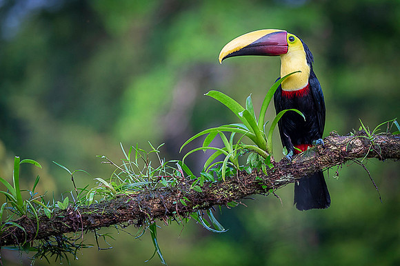 Chestnut-mandibled Toucan