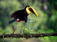 Chestnut-mandibled Toucan