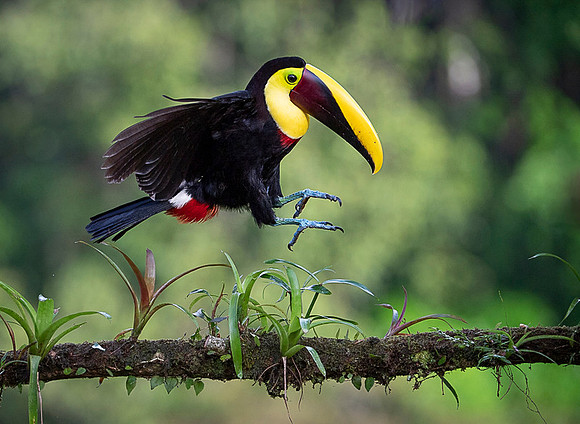 Chestnut-mandibled Toucan