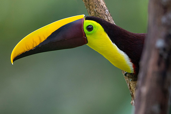 Chestnut-mandibled Toucan