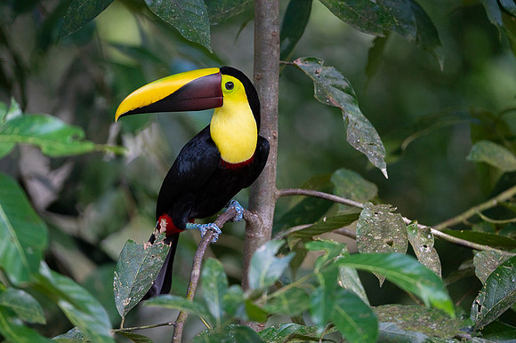 Chestnut-mandibled Toucan