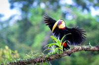 Chestnut-mandibled Toucan