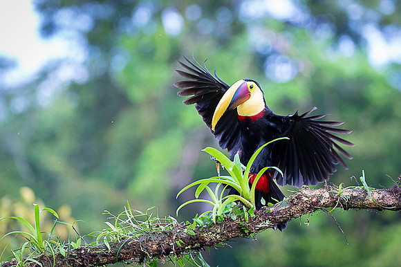 Chestnut-mandibled Toucan