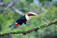 Chestnut-mandibled Toucan