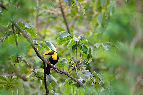 Chestnut-mandibled Toucan