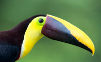 Chestnut-mandibled Toucan