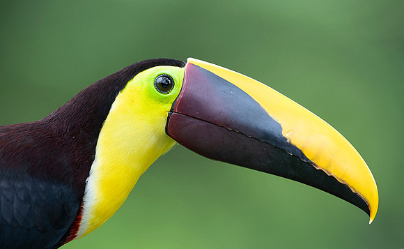 Chestnut-mandibled Toucan
