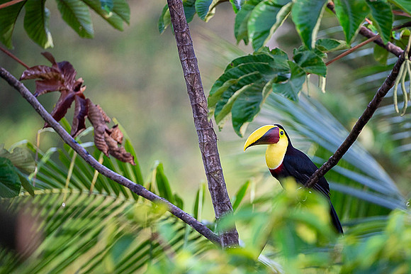 Chestnut-mandibled Toucan