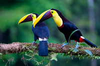 Chestnut-mandibled Toucan