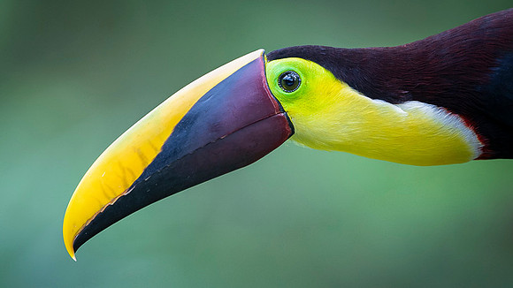 Chestnut-mandibled Toucan