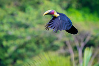 Chestnut-mandibled Toucan