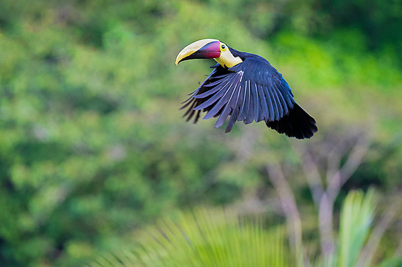 Chestnut-mandibled Toucan