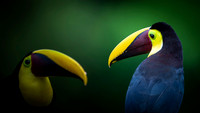 Chestnut-mandibled Toucan