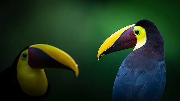 Chestnut-mandibled Toucan
