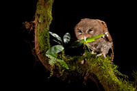 Vermiculated Screech-Owl