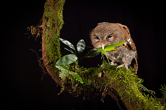 Vermiculated Screech-Owl