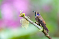Brown Violetear