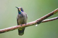 Brown Violetear
