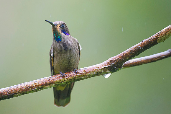 Brown Violetear