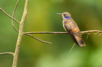 Brown Violetear