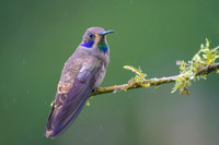 Brown Violetear