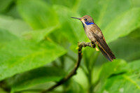 Brown Violetear